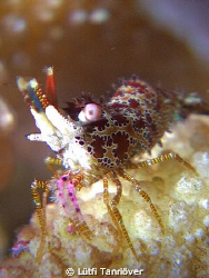 Hello..
A marble shrimp.... by Lütfi Tanrıöver 